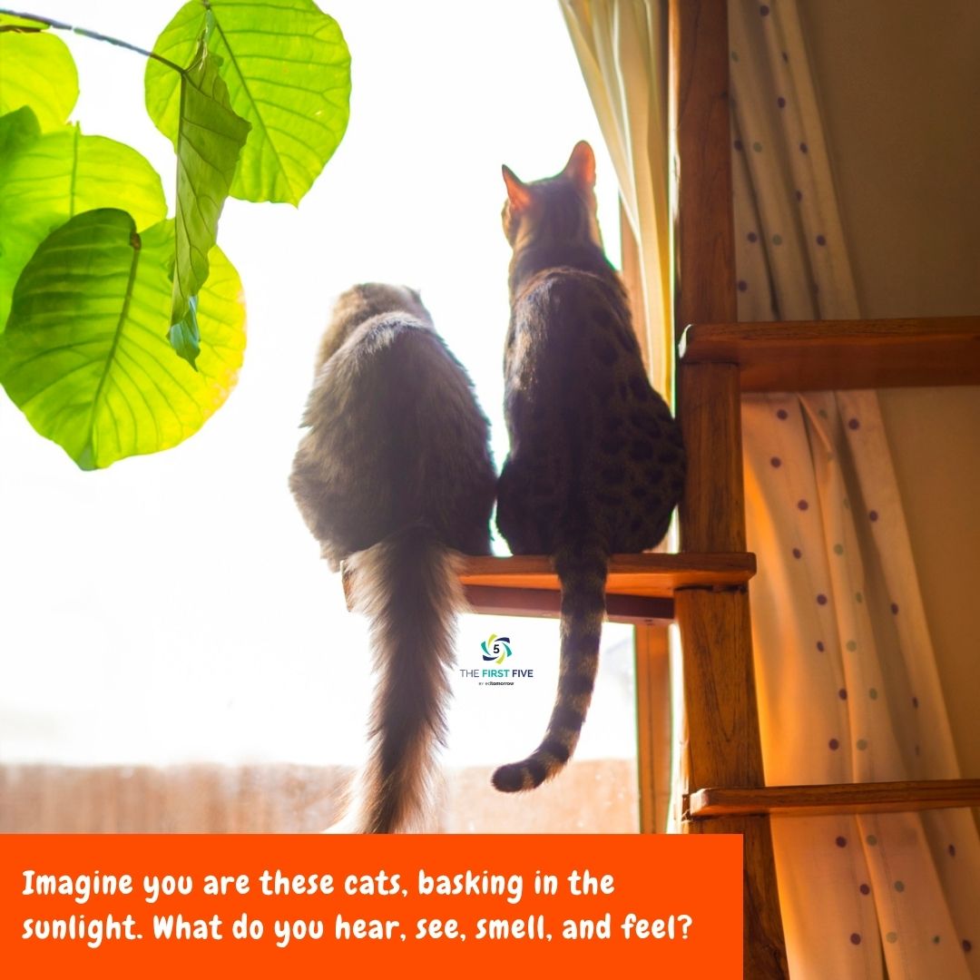 Cats in the Sun