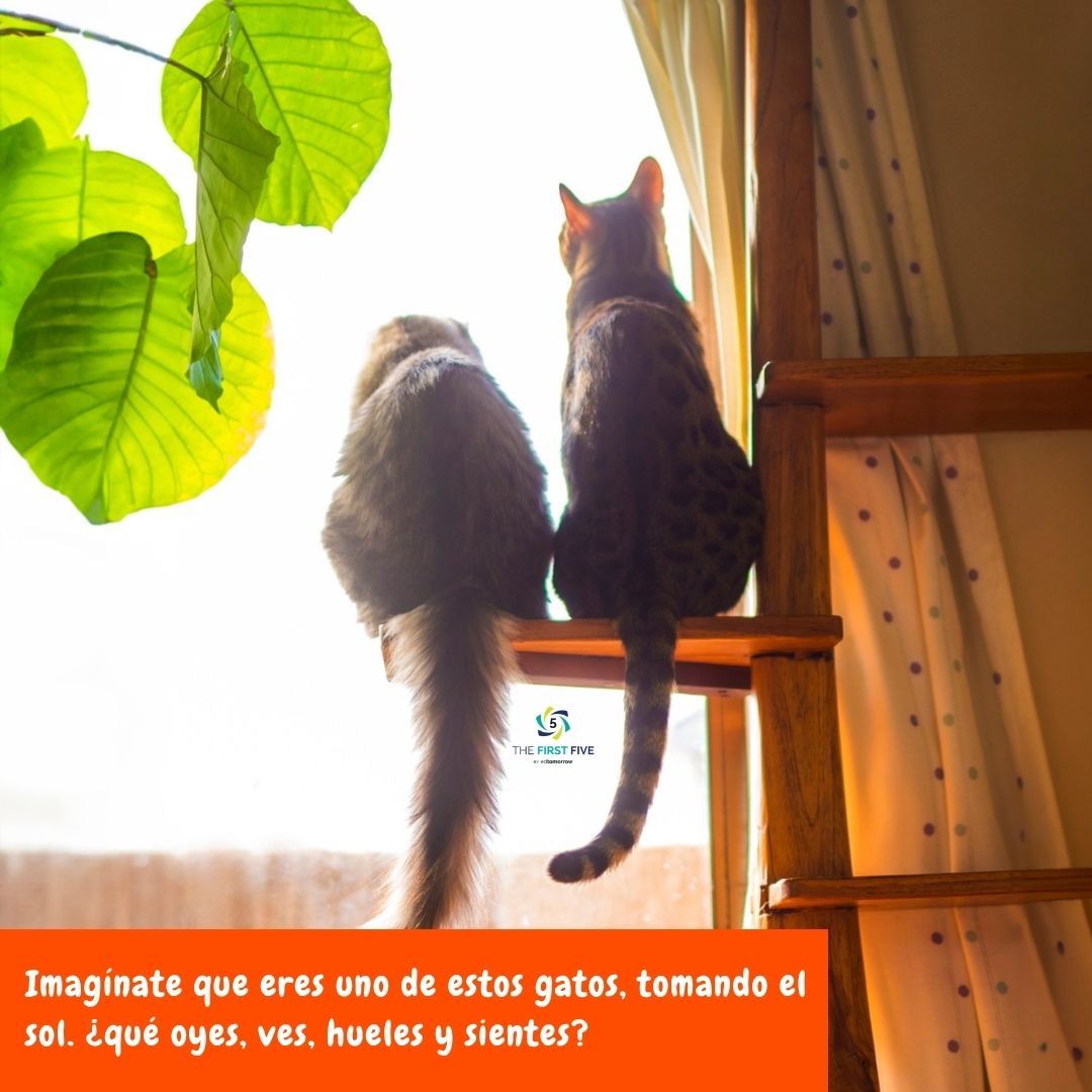 Gatos al Sol