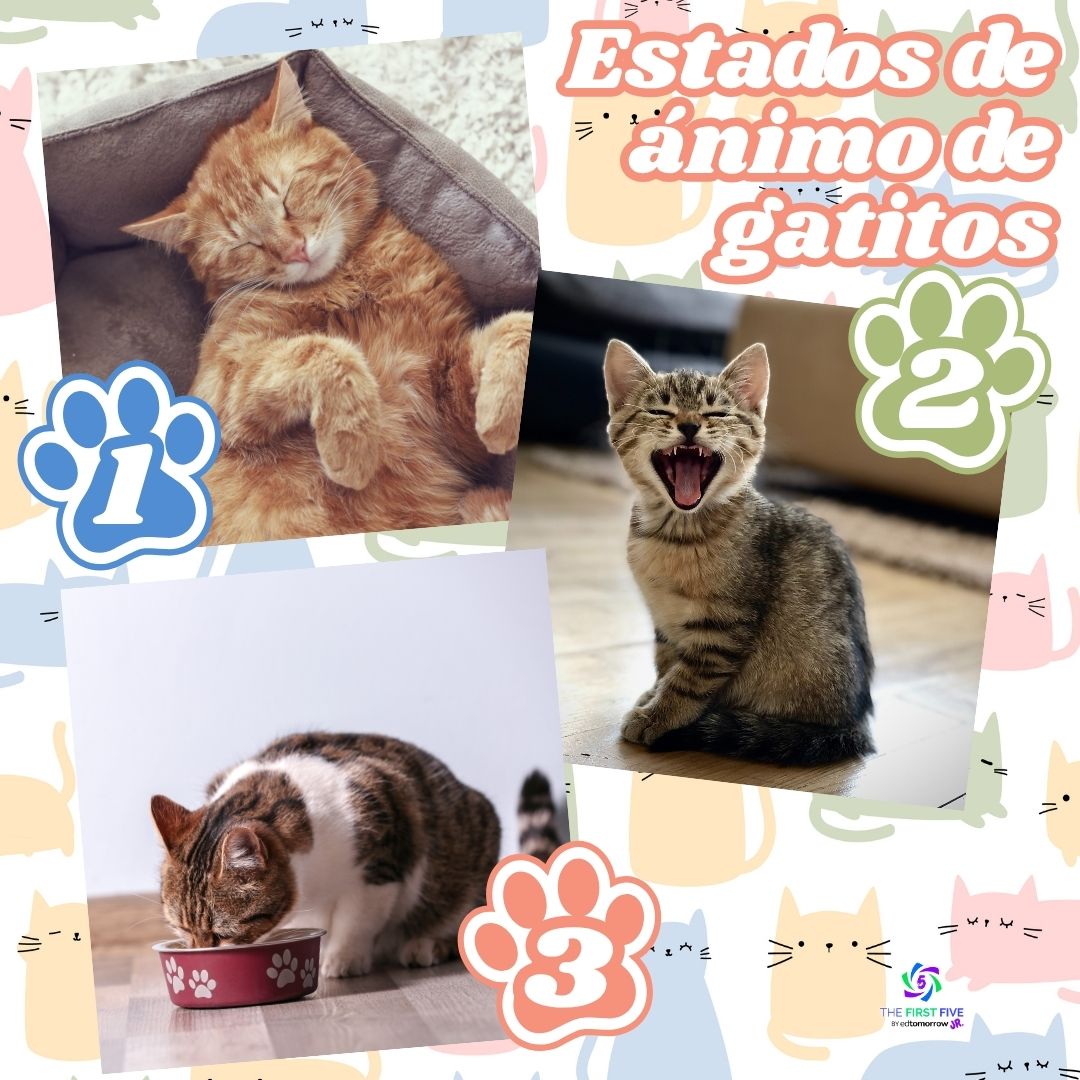 Estados de ánimo de los Gatitos
