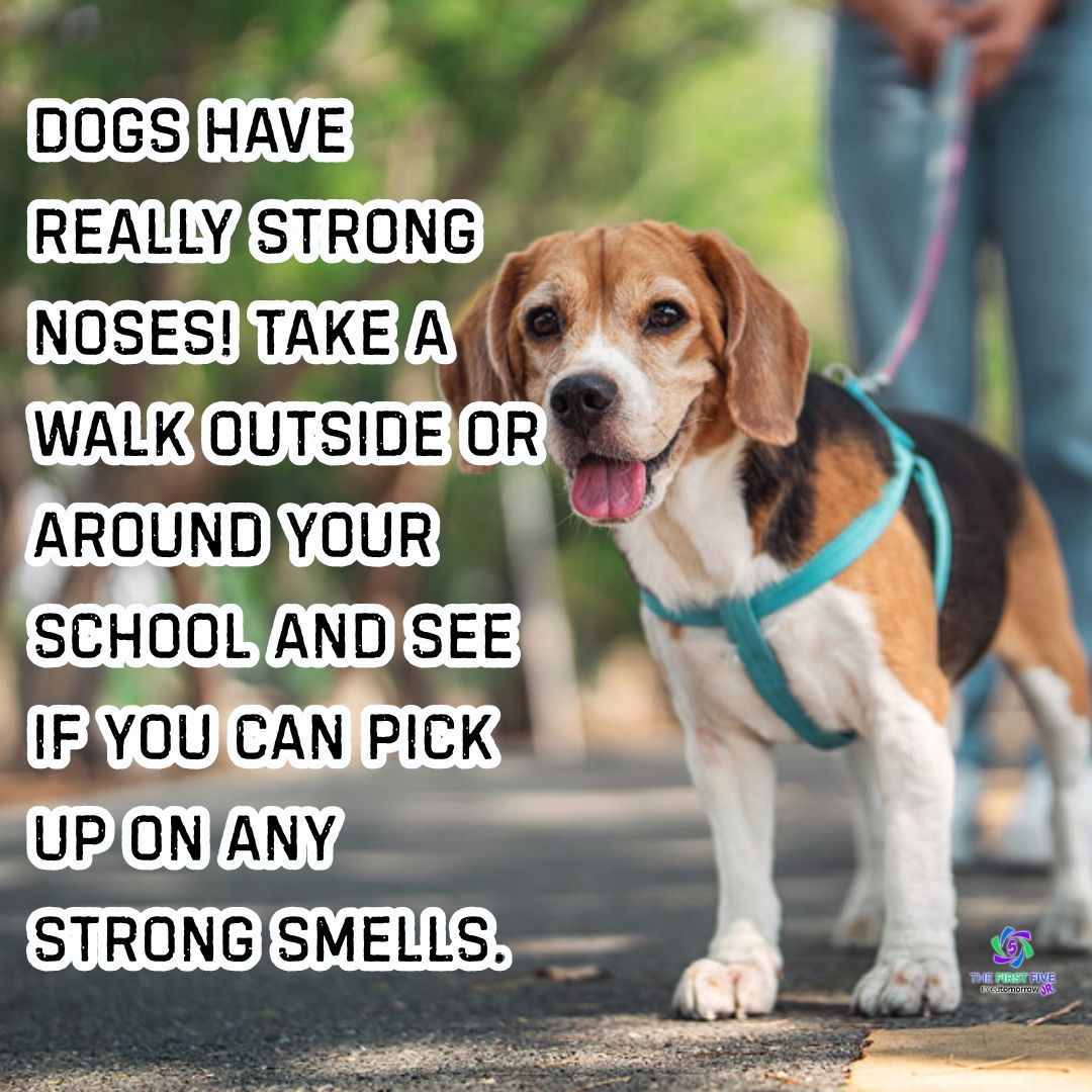 Dog Nose Walk