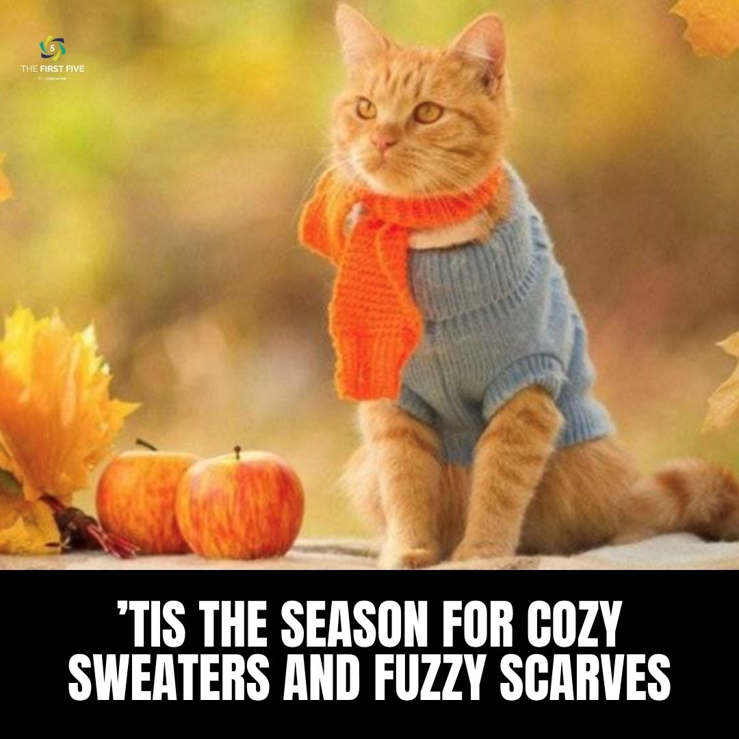 Sweaters and Scarves Cat