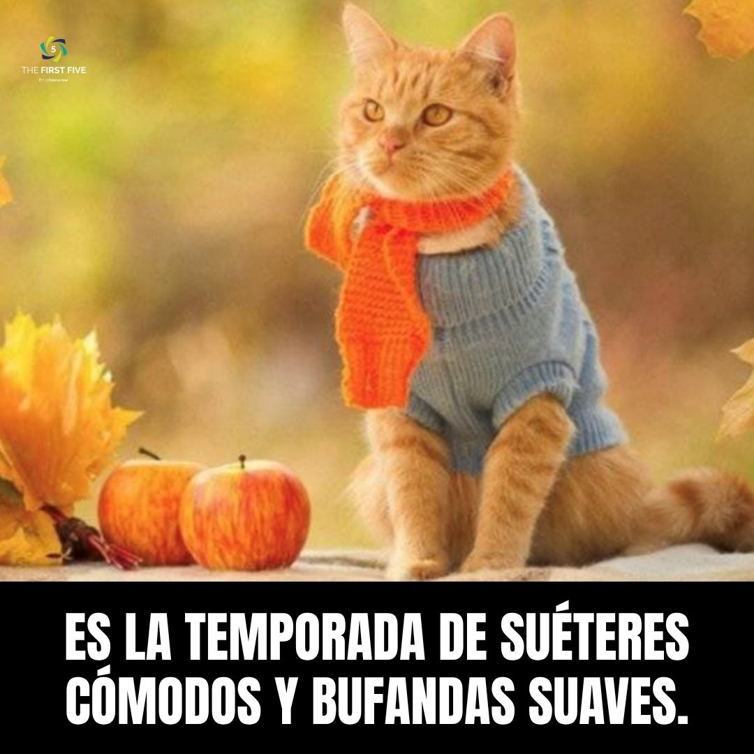 Suéteres y Bufandas Gato